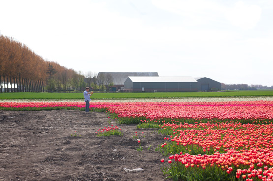 JOELIX.com | Dutch tulip fields