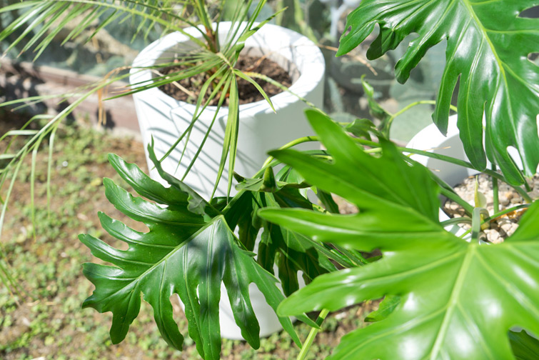 JOELIX.com | giant Elho plant pots in our garden