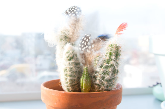 JOELIX.com | Cactus with polkadotted Guineafowl feathers