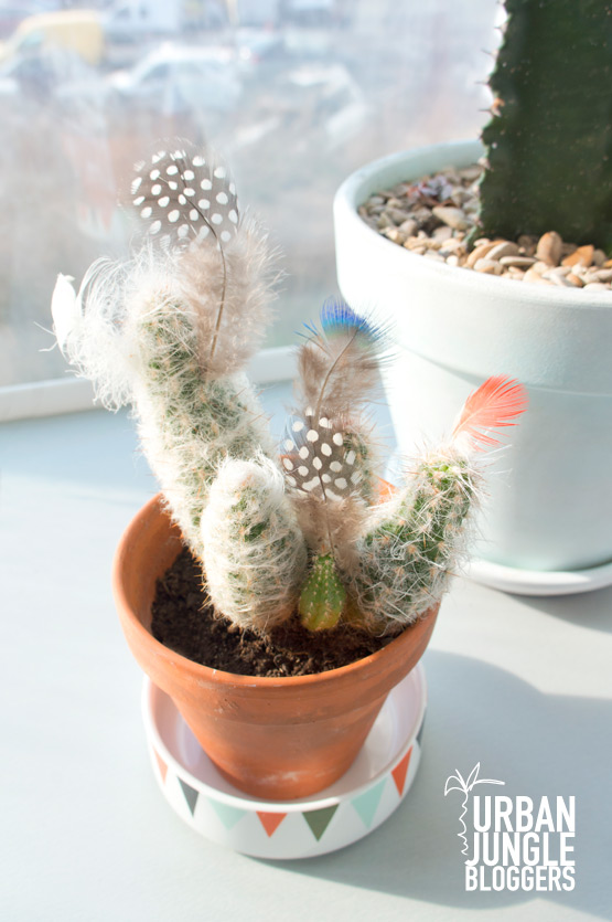 JOELIX.com | Cactus with polkadotted Guineafowl feathers