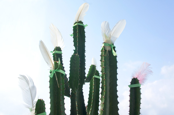 JOELIX.com | Euphorbia succulent with feathers