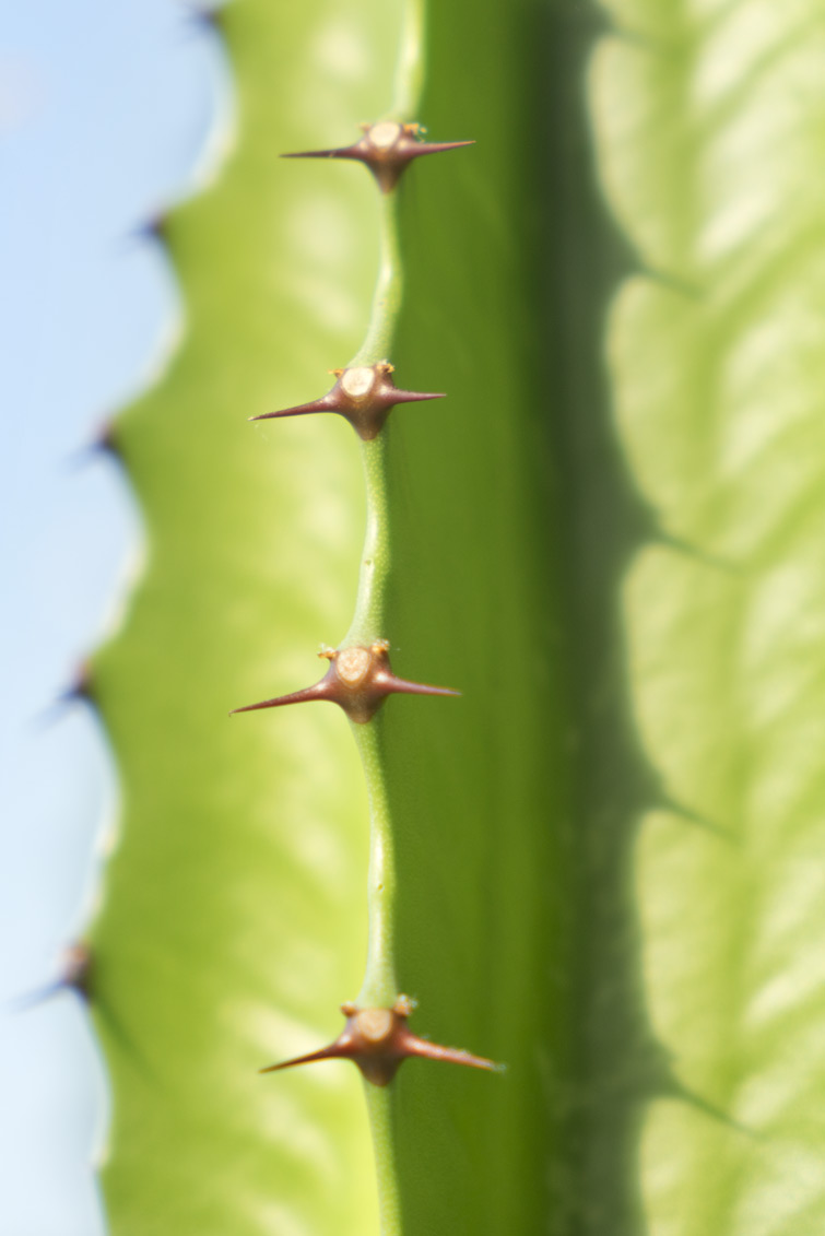 JOELIX.com | Urban Jungle Bloggers Botanical Zoom succulent