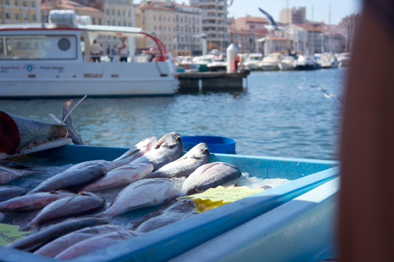 JOELIX.com - Fish in the harbour of Marseille