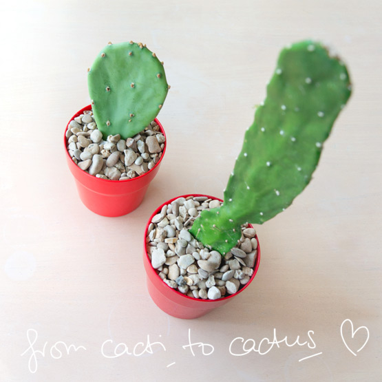 JOELIX.com | Sucker for cacti cactus plants and real love stories