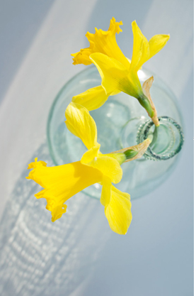 JOELIX.com | Goodbye 2013 my flowers of the year flower blogposts yellow daffodils