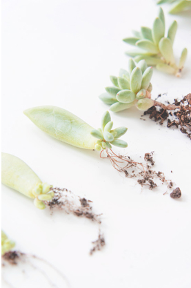 https://www.joelix.com/Grow-your-own-succulents