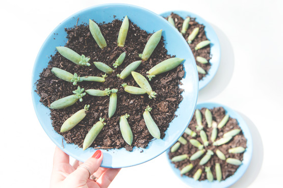 JOELIX.com | Grow your own succulents