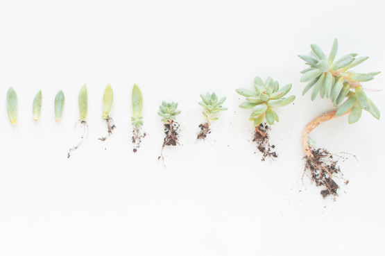 JOELIX.com | Baby succulents