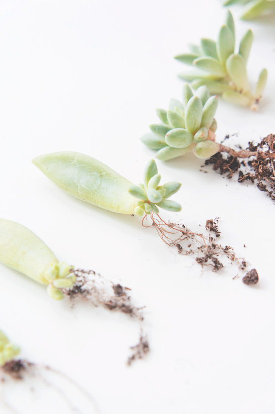 JOELIX.com | Baby succulents