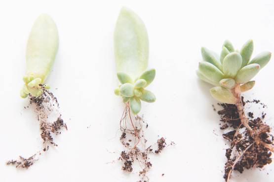 JOELIX.com | Baby succulents