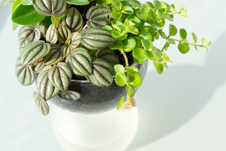 JOELIX.com | Peperomia