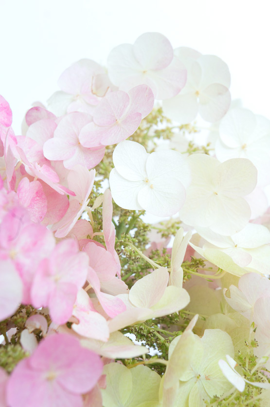 JOELIX.com | Gradient Hydrangea Paniculata