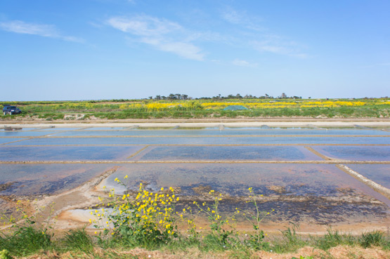 JOELIX.com | Ile de Ré, France