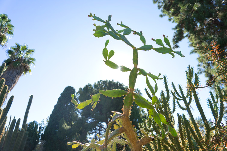 JOELIX.com | Botanical garden in Valencia Spain