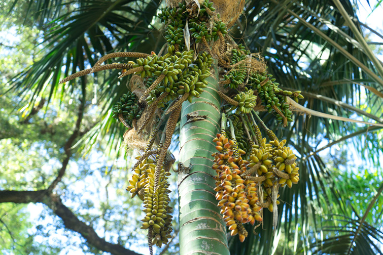 JOELIX.com | Botanical garden in Valencia Spain