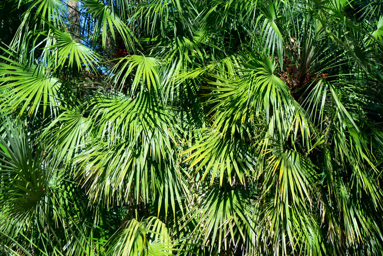 JOELIX.com | Botanical garden in Valencia Spain