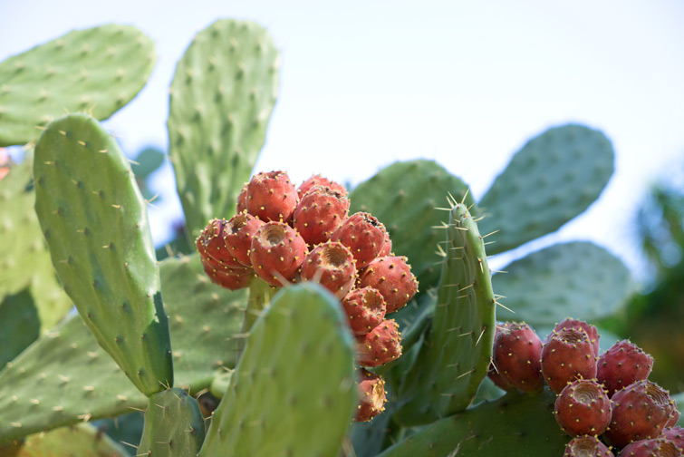 JOELIX.com | Botanical garden in Valencia Spain