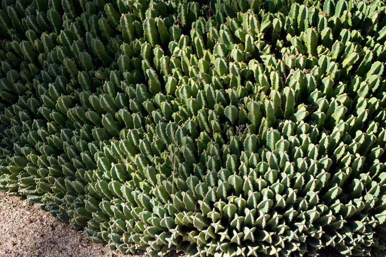 JOELIX.com | Botanical garden in Valencia Spain