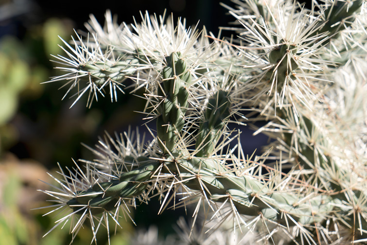 JOELIX.com | Botanical garden in Valencia Spain