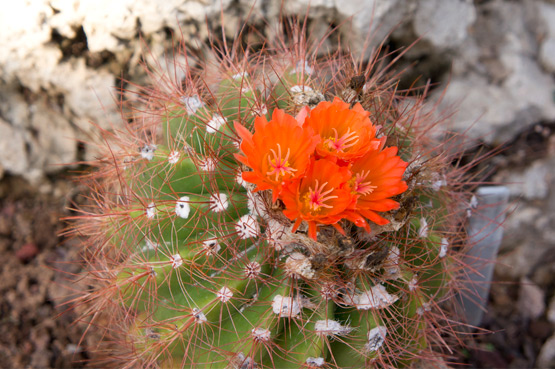 JOELIX.com | Jardin exotique de Monaco