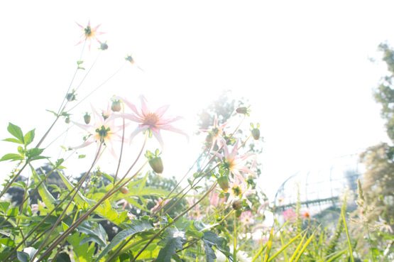 JOELIX.com | Jardin des Serres d'Auteuil in Paris