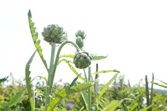 JOELIX.com | Artichoke flowers