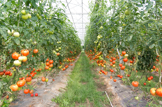 JOELIX.com | Les Jardins de Montplaisir in France