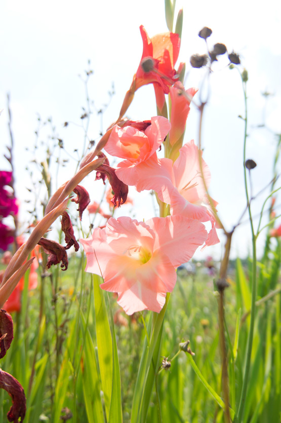 JOELIX.com | Les Jardins de Montplaisir in France