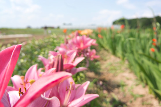 JOELIX.com | Les Jardins de Montplaisir in France