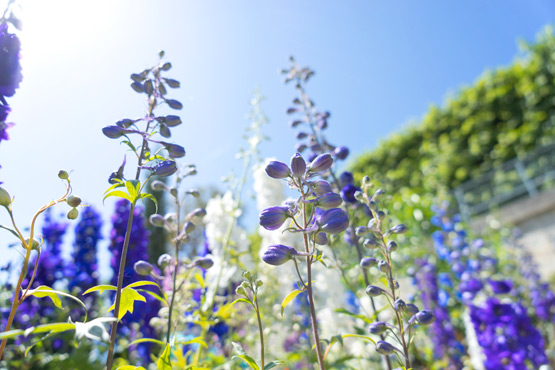 JOELIX.com | Jardins, Jardin Tuileries Paris