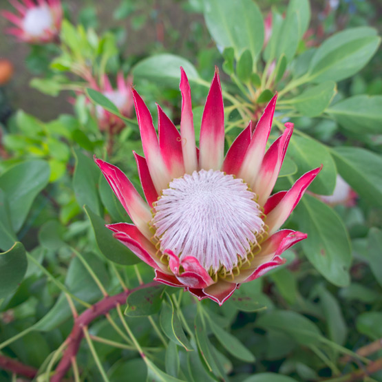 JOELIX.com | Les Journées des Plantes