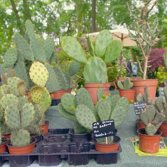 JOELIX.com | Les Journées des Plantes