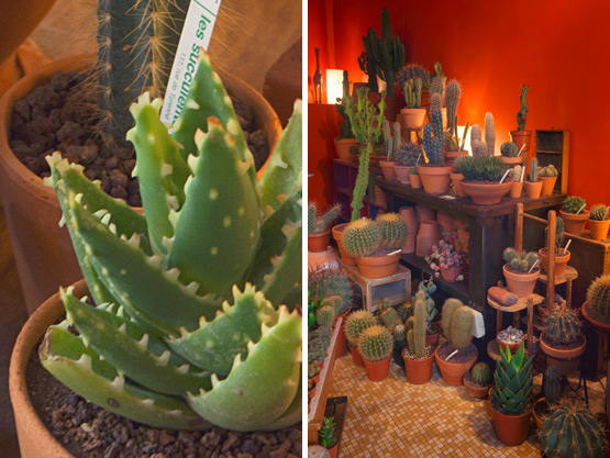 JOELIX.com | Les Succulents Cactus shop in Paris