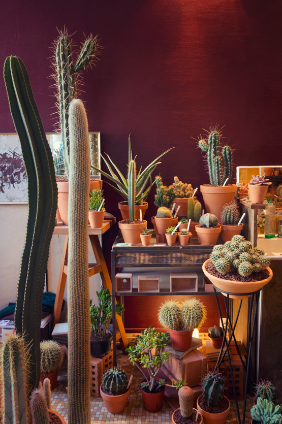 JOELIX.com | Les Succulents Cactus shop in Paris