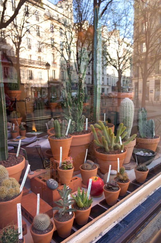 JOELIX.com | Les Succulents Cactus shop in Paris