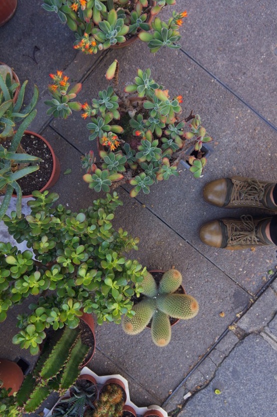 JOELIX.com | Les Succulents Cactus shop in Paris