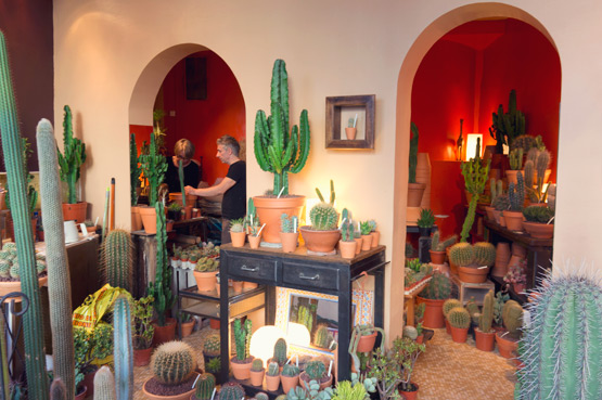 JOELIX.com | Les Succulents Cactus shop in Paris