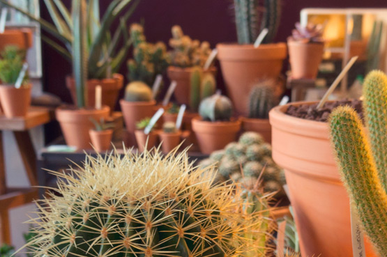 JOELIX.com | Les Succulents Cactus shop in Paris