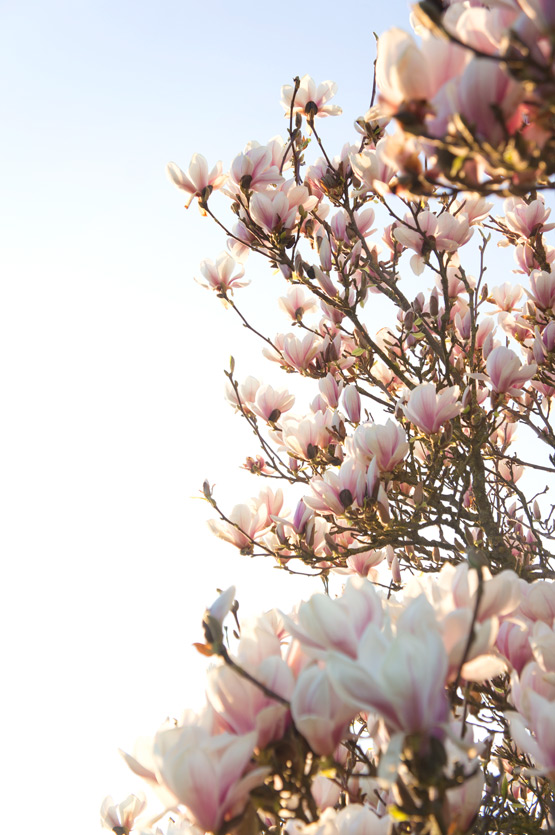 JOELIX.com | Magnolia tree flowers