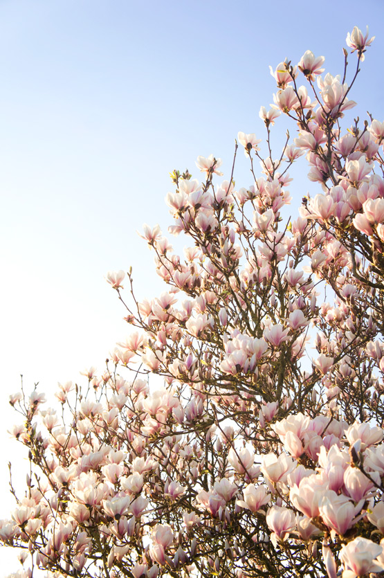 JOELIX.com | Magnolia tree flowers