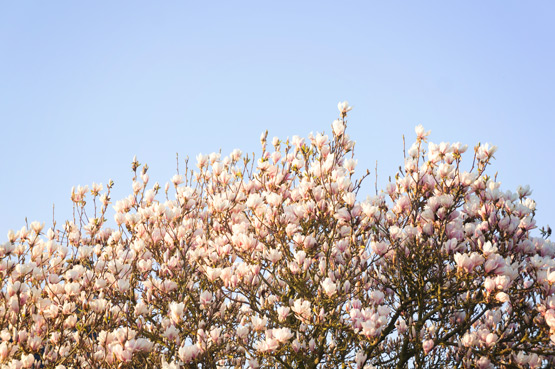 JOELIX.com | Magnolia tree flowers
