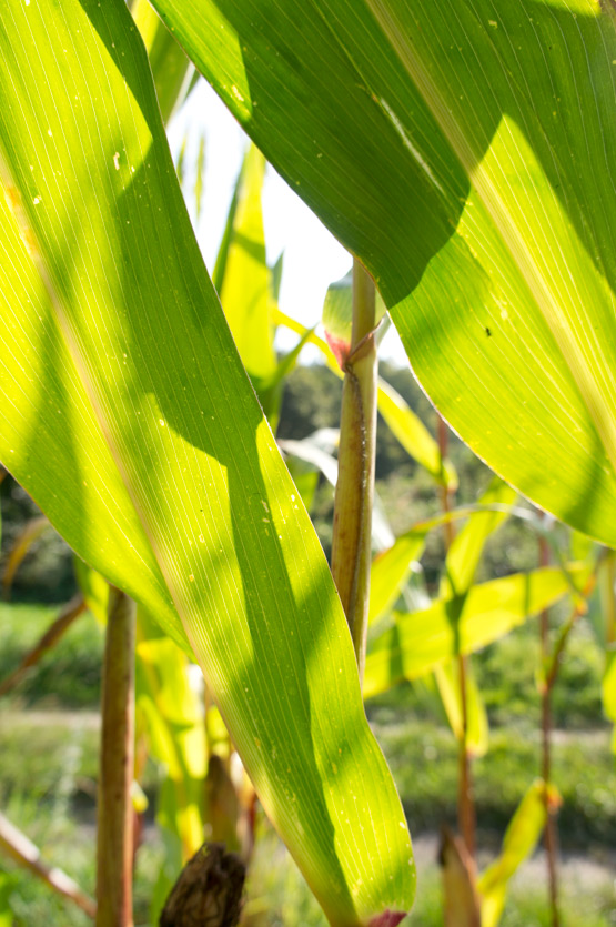 JOELIX.com | Maize fields