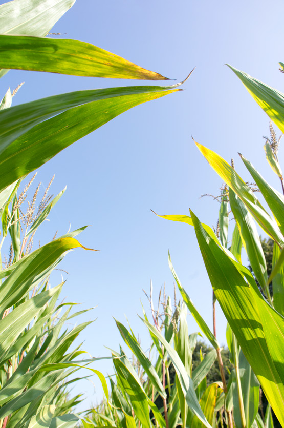 JOELIX.com | Maize fields