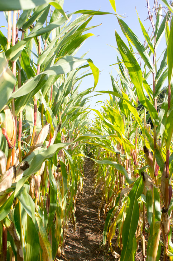 JOELIX.com | Maize fields