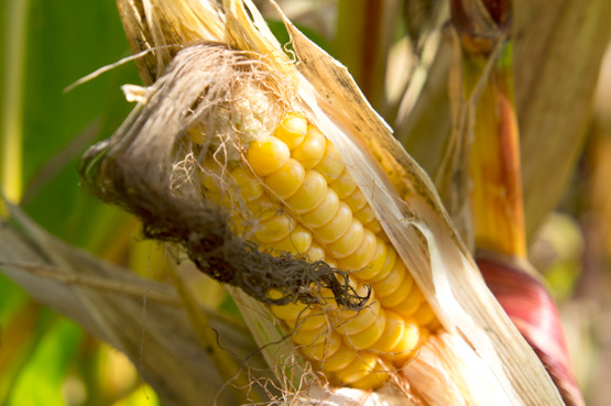 JOELIX.com | Maize fields