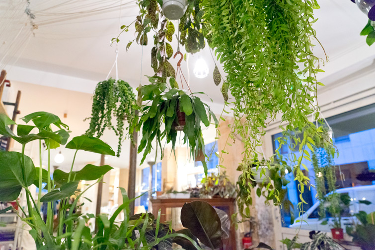 JOELIX.com | Mama Petula plant corner at Welcome Bio Bazar in Paris