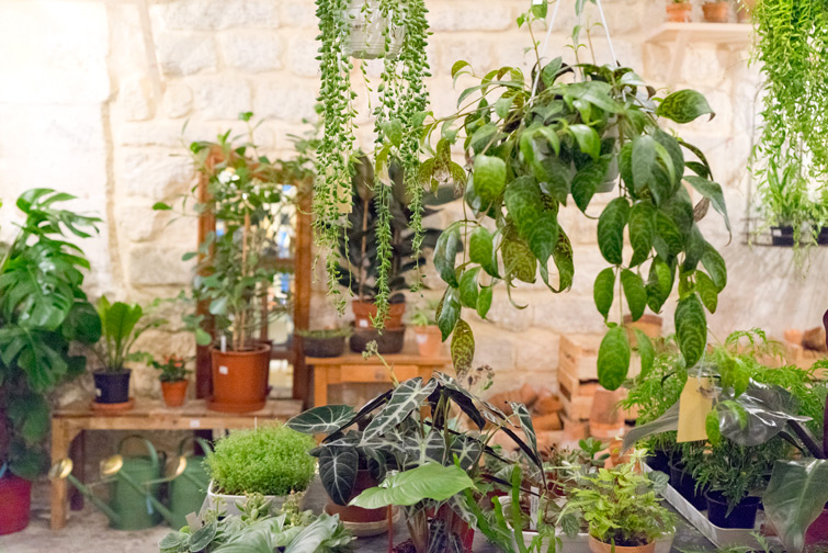 JOELIX.com | Mama Petula plant corner at Welcome Bio Bazar in Paris