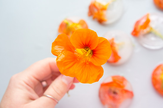JOELIX.com | Frozen Indian cress orange edible flowers nasturtium