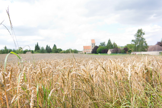 JOELIX.com | French cereal fields