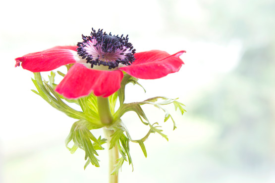 JOELIX.com | Red anemone flower #2flowergirls